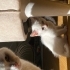 Kedi sahiplenme fotoğraf