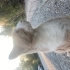 GARFİ İÇİN ACİL YUVA fotoğraf