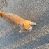 GARFİ İÇİN ACİL YUVA fotoğraf