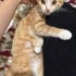 ŞİRİNE  için ACİL YUVA fotoğraf