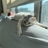 8 Yaşında, Uysal ve Kısır British Shorthair Erkek Kedimize Ömürlük Yuva Arıyoruz fotoğraf