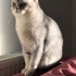 8 Yaşında, Uysal ve Kısır British Shorthair Erkek Kedimize Ömürlük Yuva Arıyoruz fotoğraf