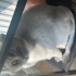 8 Yaşında, Uysal ve Kısır British Shorthair Erkek Kedimize Ömürlük Yuva Arıyoruz fotoğraf