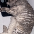 Miya 6 yaşında yuvasını arıyor fotoğraf