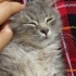 Çok uysal oyun seven bı yavrumuz fotoğraf