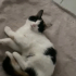 3 aylık Tekir yuva arıyor fotoğraf