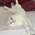 Kısır erkek scottish fold fotoğraf