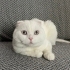 Kısır erkek scottish fold fotoğraf