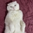 Kısır erkek scottish fold fotoğraf