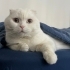 Kısır erkek scottish fold fotoğraf