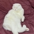 Kısır erkek scottish fold fotoğraf