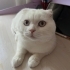 Kısır erkek scottish fold fotoğraf