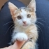 Sakin, çok insancıl, uslu dişi bebek kedi fotoğraf