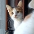 Sakin, çok insancıl, uslu dişi bebek kedi fotoğraf
