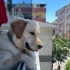 Bal yeni yuvasını arıyor fotoğraf