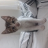 Evde Doğmuş Yavru Erkek Kedi fotoğraf