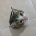 Evde Doğmuş Yavru Erkek Kedi fotoğraf