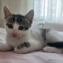 Evde Doğmuş Yavru Dişi Kedi fotoğraf