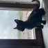 Siyah tüylü yavru kedi fotoğraf