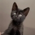 Siyah tüylü yavru kedi fotoğraf
