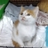 Tatlı mı tatlı bal kaymak yavrular yuvalarını arıyor fotoğraf