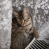 🌰 Laz Kızı FİNDUK (3 Aylık) Ömürlük Yuvasını Bekliyor 🐾 fotoğraf