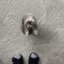 🌰 Laz Kızı FİNDUK (3 Aylık) Ömürlük Yuvasını Bekliyor 🐾 fotoğraf