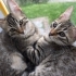 🌰 Laz Kızı FİNDUK (3 Aylık) Ömürlük Yuvasını Bekliyor 🐾 fotoğraf