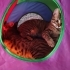 🌰 Laz Kızı FİNDUK (3 Aylık) Ömürlük Yuvasını Bekliyor 🐾 fotoğraf