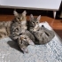 🌰 Laz Kızı FİNDUK (3 Aylık) Ömürlük Yuvasını Bekliyor 🐾 fotoğraf
