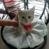 KRALİYET AİLESİ  KEDİSİ GİBİYİM Alex fotoğraf