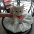 KRALİYET AİLESİ  KEDİSİ GİBİYİM Alex fotoğraf