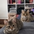 🌸 MİÇO (3 Aylık) Kış Gelmeden Sıcak Yuvasını Arıyor 🐾 fotoğraf