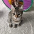 🌸 MİÇO (3 Aylık) Kış Gelmeden Sıcak Yuvasını Arıyor 🐾 fotoğraf