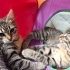 🌸 MİÇO (3 Aylık) Kış Gelmeden Sıcak Yuvasını Arıyor 🐾 fotoğraf
