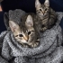 🌸 MİÇO (3 Aylık) Kış Gelmeden Sıcak Yuvasını Arıyor 🐾 fotoğraf