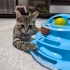 🌸 MİÇO (3 Aylık) Kış Gelmeden Sıcak Yuvasını Arıyor 🐾 fotoğraf