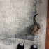 🌸 MİÇO (3 Aylık) Kış Gelmeden Sıcak Yuvasını Arıyor 🐾 fotoğraf
