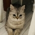 6 Yaşında British Shorthair kedi ömürlük yuvasını arıyor fotoğraf
