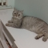 6 Yaşında British Shorthair kedi ömürlük yuvasını arıyor fotoğraf