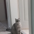 6 Yaşında British Shorthair kedi ömürlük yuvasını arıyor fotoğraf