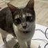 KISIRLAŞTIRILMIŞ,AŞIRI UYSAL VE KONUŞKAN TAM BİR EV KEDİSİ fotoğraf