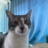 KISIRLAŞTIRILMIŞ,AŞIRI UYSAL VE KONUŞKAN TAM BİR EV KEDİSİ fotoğraf