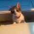 KISIRLAŞTIRILMIŞ,AŞIRI UYSAL VE KONUŞKAN TAM BİR EV KEDİSİ fotoğraf