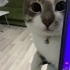 KISIRLAŞTIRILMIŞ,AŞIRI UYSAL VE KONUŞKAN TAM BİR EV KEDİSİ fotoğraf