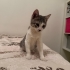 Milo ve Oreo iki kardeş fotoğraf