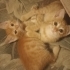 2 aylik annesiz kardesler fotoğraf