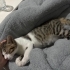 Minik bebeğe acil yuva fotoğraf