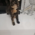 1.5 aylık minik kız acill yuva ariyor fotoğraf
