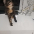 1.5 aylık minik kız acill yuva ariyor fotoğraf